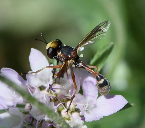 Physocephala sp.